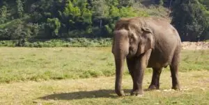 éléphant dans un sancturire lors d'un voyage humanitaire animaux