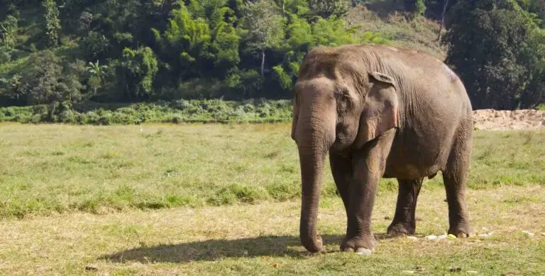éléphant dans un sancturire lors d'un voyage humanitaire animaux