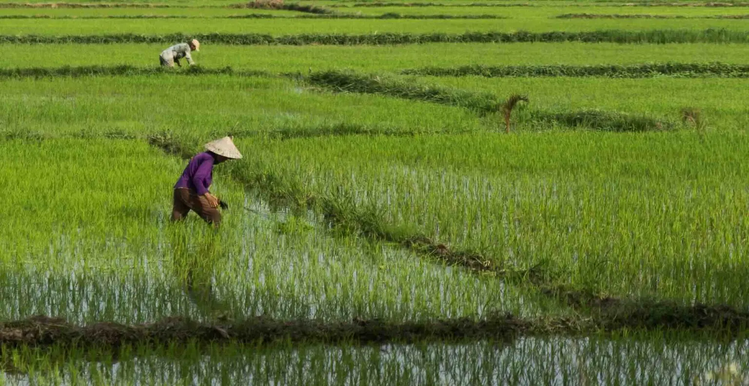 risières au cambodge et vietnam