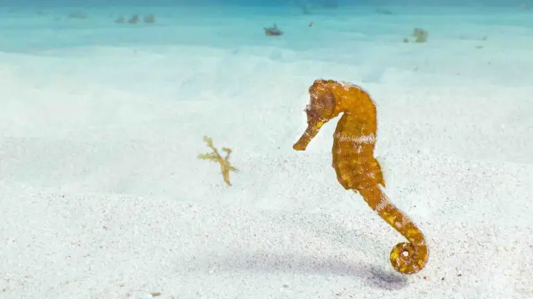 hippocampe lors d'une plongée en mer rouge Egypte