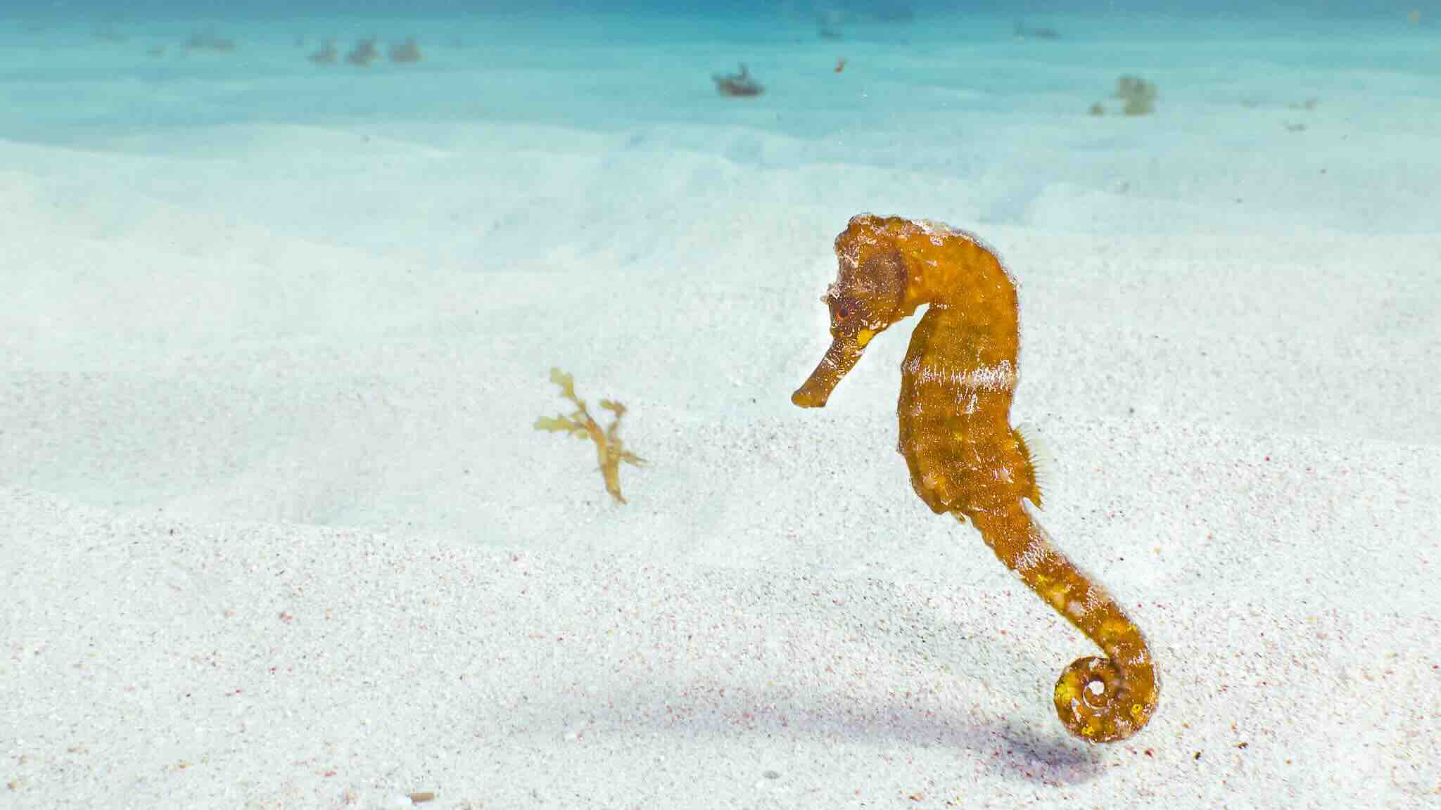 Plongée en mer Rouge Egypte : un paradis à découvrir