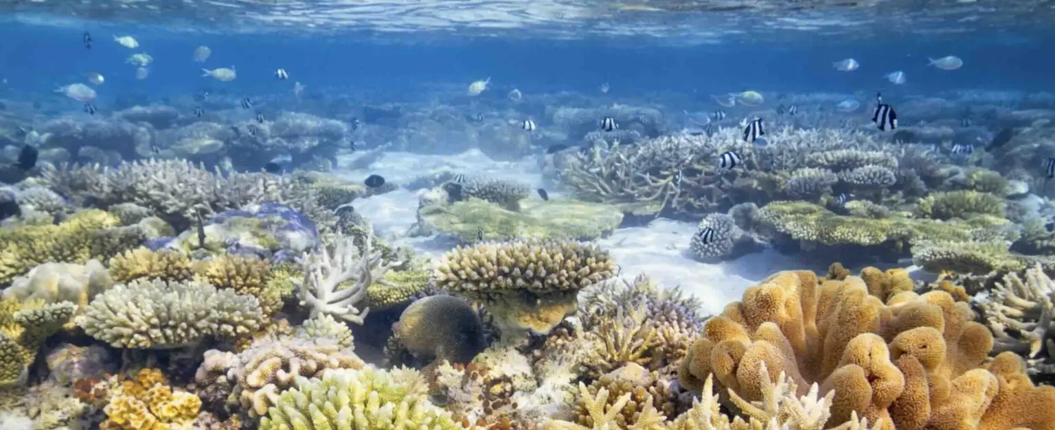 fonds sous marins aux maldives lors d'une croisière plongée