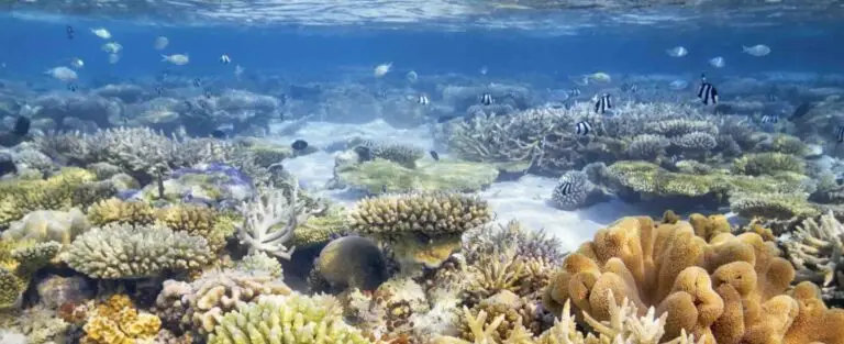 fonds sous marins aux maldives lors d'une croisière plongée
