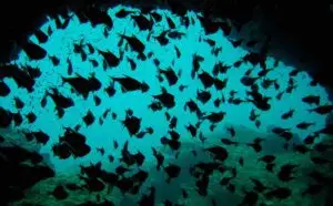 fonds marins lors d'une plongée en thailande