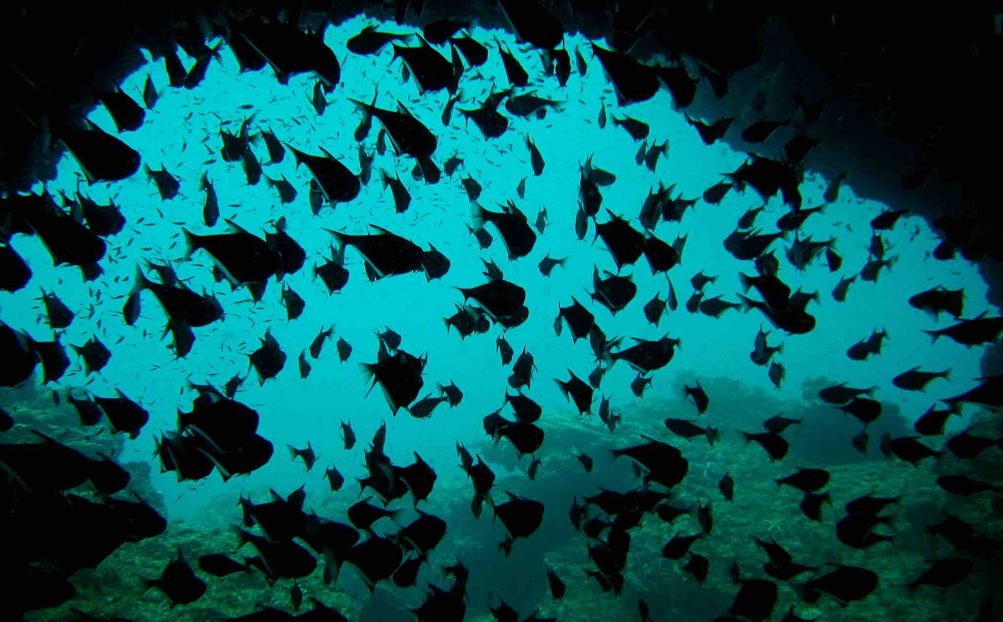 Plongée Thailande : explorez les plus beaux fonds marins