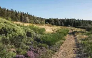 paysage de forêt autour de Montpellier