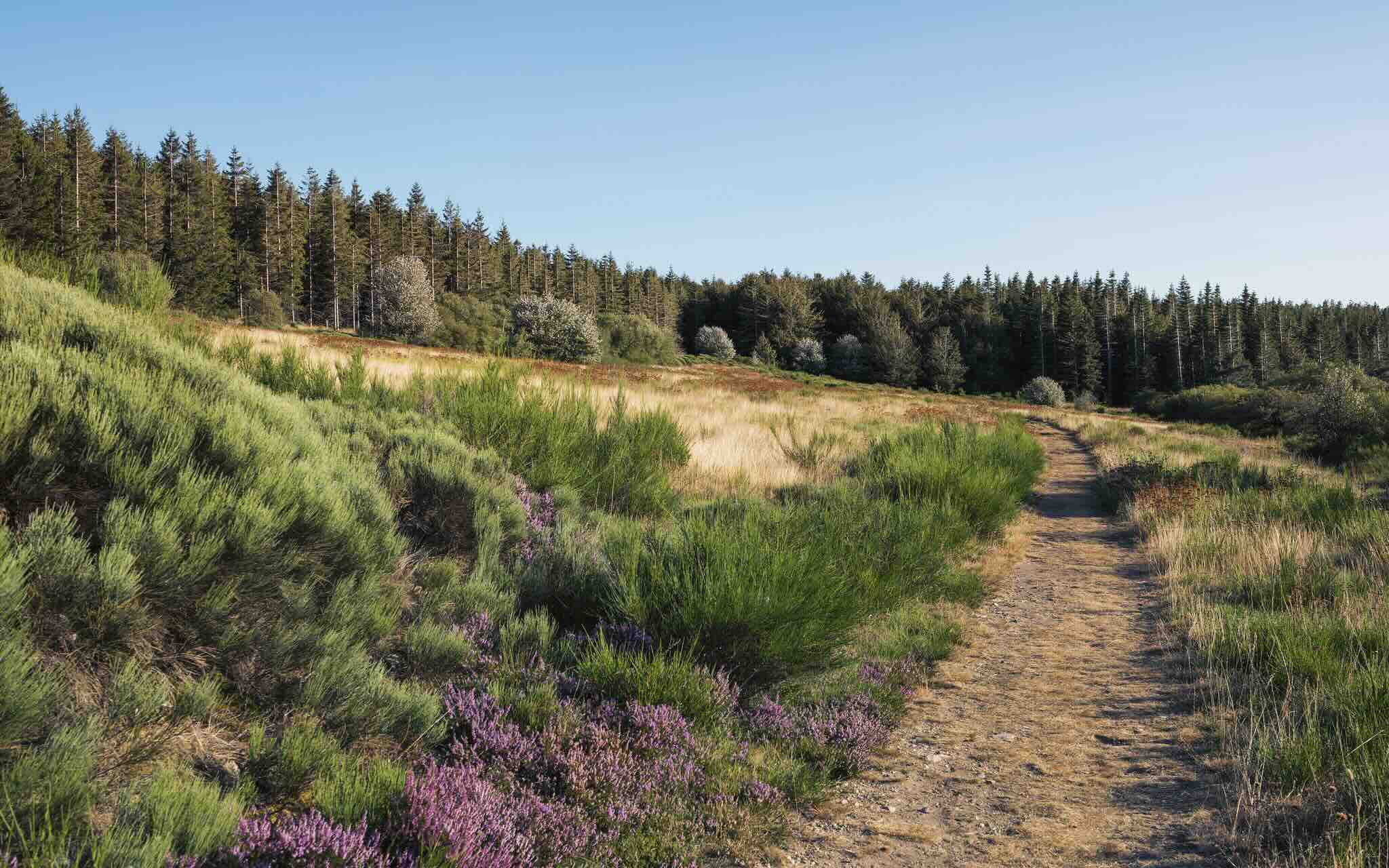 paysage de forêt autour de Montpellier