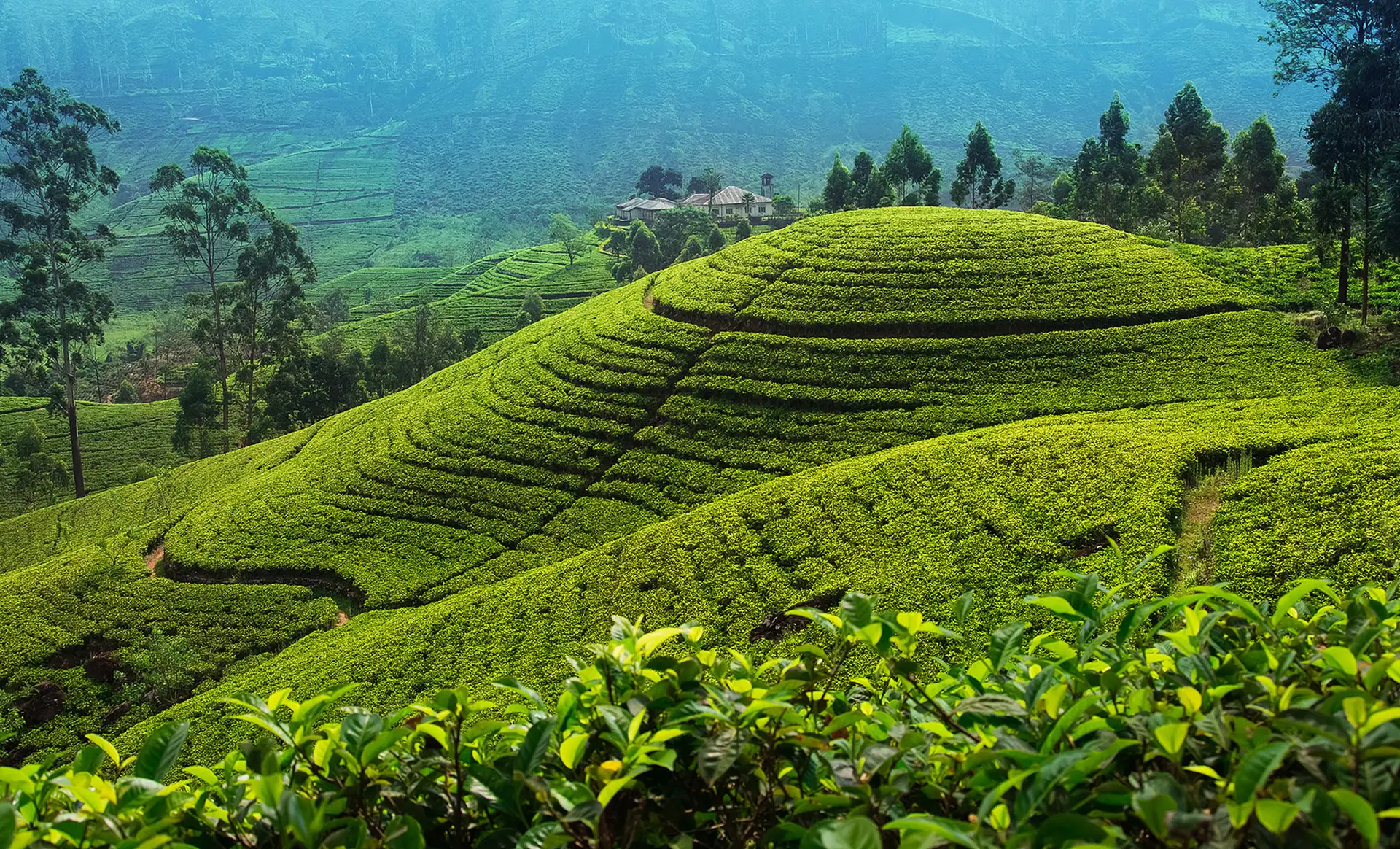 panorama de collines de plantations de thé au Sri Lanka