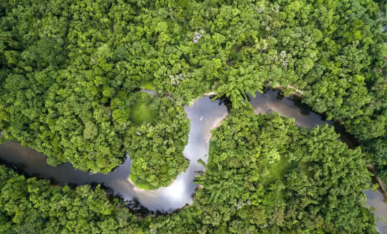 Vue de la forêt Amazonie au Brésil