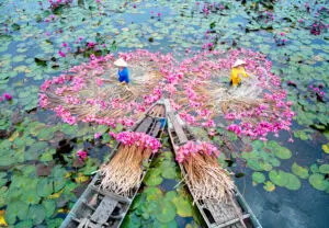 Deux femmes qui récupère les lotus au Vietnam en Avril