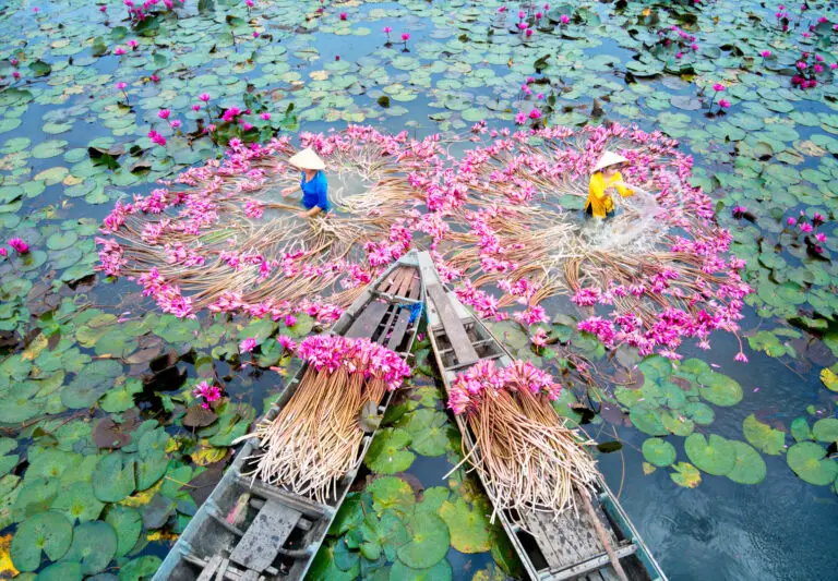 Deux femmes qui récupère les lotus au Vietnam en Avril