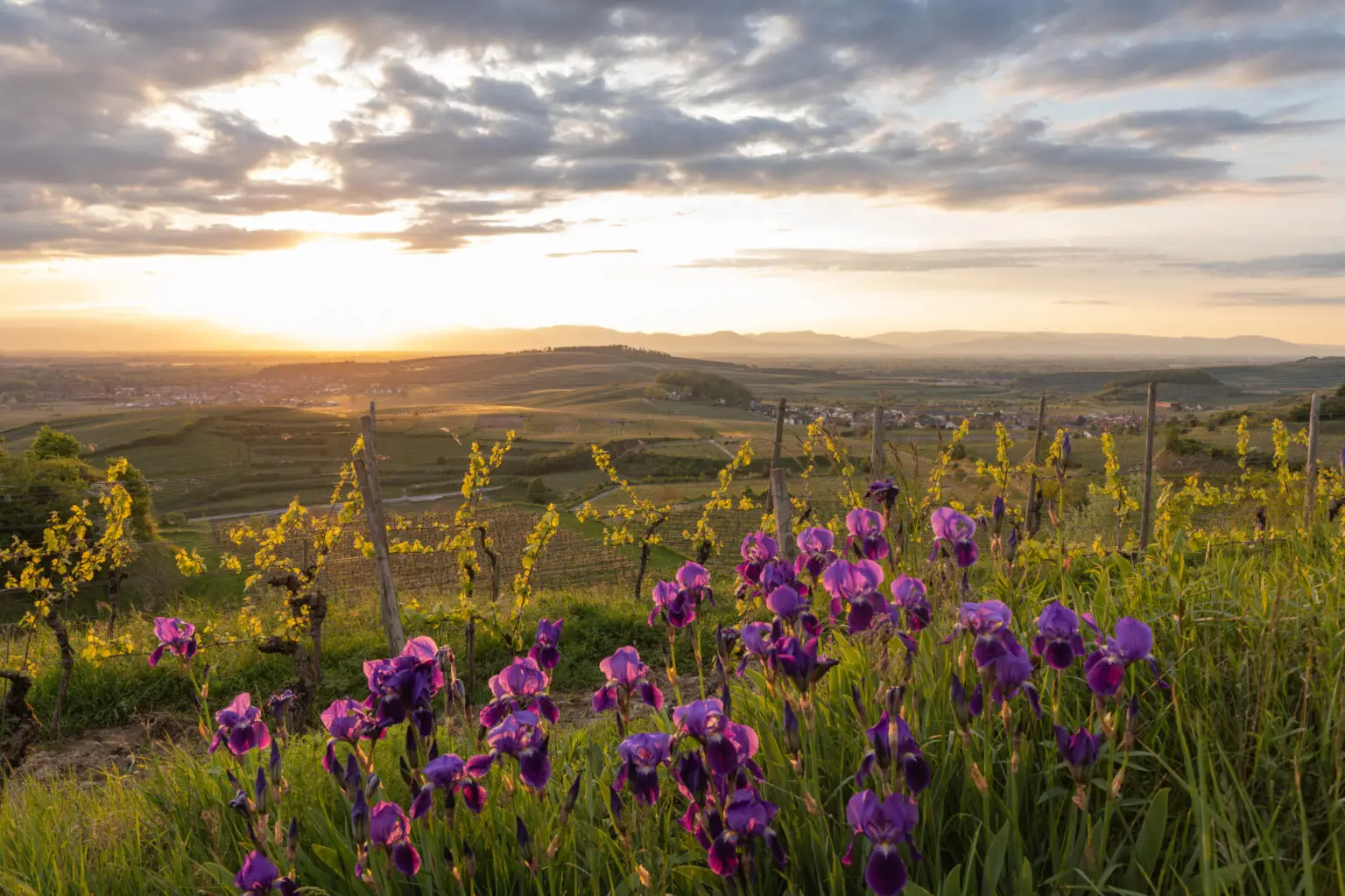 Joli paysage de vignobles et de campagne pour un weekend en avril