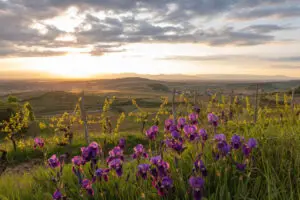 Joli paysage de vignobles et de campagne pour un weekend en avril