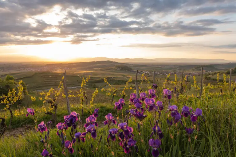 Joli paysage de vignobles et de campagne pour un weekend en avril