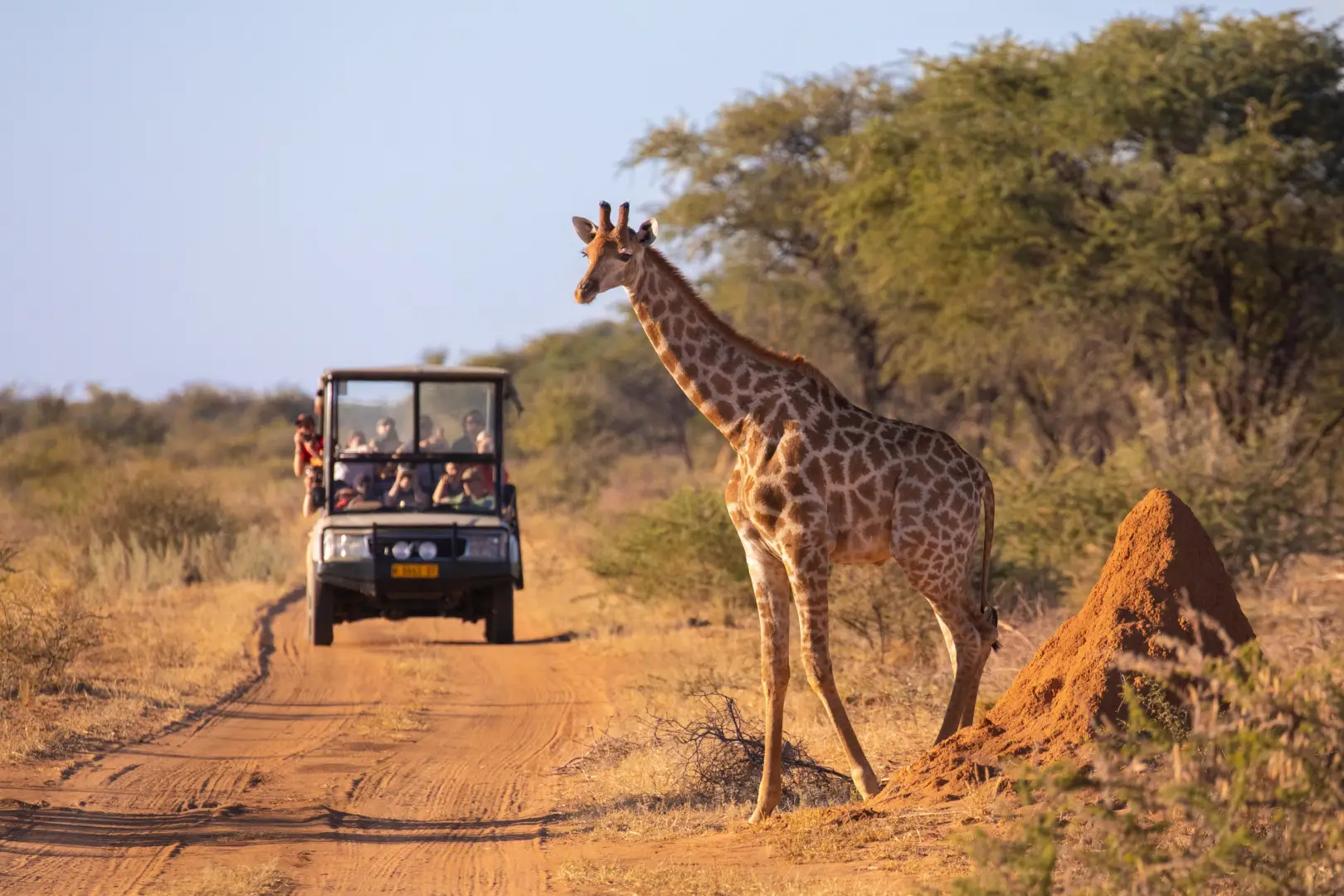 Moment suspendu dans un safari au Kenya
