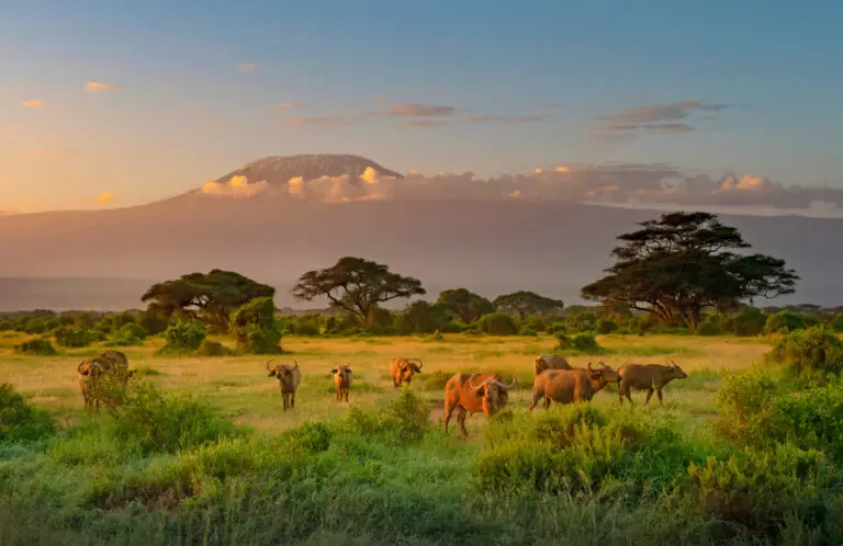 Vue du Kilimandjaro et de la savane de Tanzanie