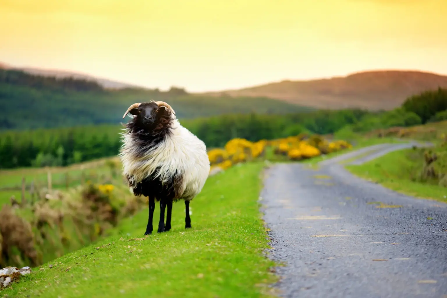 Mouton dans le vent lors d'un road trip en Irlande