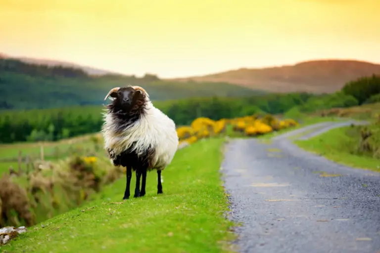 Mouton dans le vent lors d'un road trip en Irlande